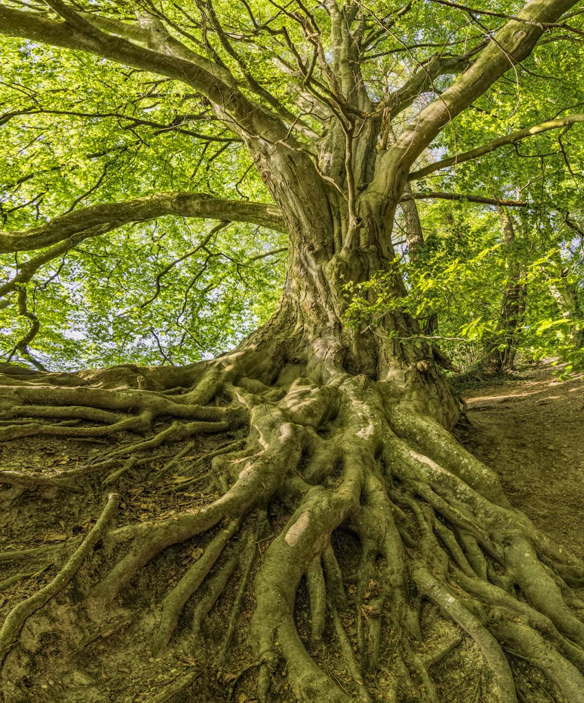 Captured in summer, a grand tree with sprawling roots offers a serene natural landscape.